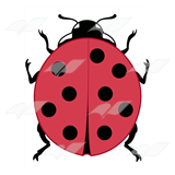 Red Ladybug