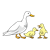 Ducks Color PNG