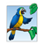 Parrot Color PDF