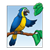 Parrot Color PNG