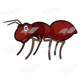 Dark Brown Ant