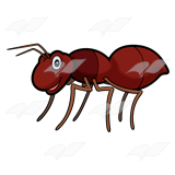 Dark Brown Ant