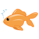 Orange Fish blowing bubbles