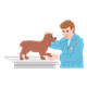 Veterinarian holding a brown dog's head and paw