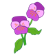 Two Purple Pansies 