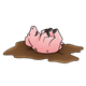 Dirty Pink Pig lying on its back in a mud puddle