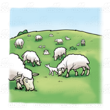 Sheep on a Hill