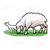 Lamb and Adult Sheep