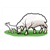 Lamb and Adult Sheep Color PDF