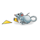 Gray Mouse eating a piece of paper