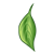 Dogwood Leaf Color PNG