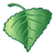 Poplar Leaf Color PNG