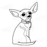 Rosy the Chihuahua