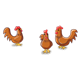Three Brown Hens facing different directions