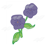 Purple Pansies