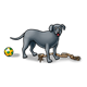 Gray Dog with toys