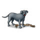 Gray Dog with rope