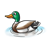 Father Mallard Duck Color PNG