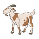 Billy Goat with horns