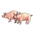 Pig Family Color PNG
