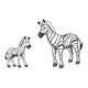 Zebras mom and baby