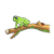 Frog on a Branch Color PNG
