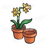 Pots of Daffodils