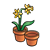 Pots of Daffodils Color PNG