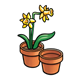 Pots of Daffodils two pots