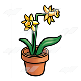 Daffodils in a Pot