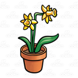 Daffodils in a Pot