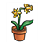 Daffodils in a Pot Color PDF