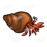  Hermit Crab