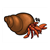  Hermit Crab Color PDF