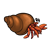  Hermit Crab Color PNG