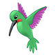 Green Hummingbird hovering