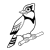 Blue Jay 3 Line PNG