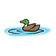 Mallard Duck swimming in calm water