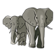 Elephant Family male, female, baby