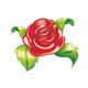 Red Rose in full bloom