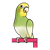 Green Parakeet Color PNG