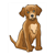 Scruffy Brown Dog Color PDF