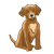 Scruffy Brown Dog Color PNG