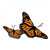 Monarch Butterflies Color PDF