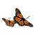 Monarch Butterflies Color PNG