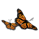 Monarch Butterflies flying