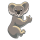 Adult Koala 