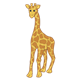Giraffe standing, feet apart