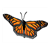 Monarch Butterfly Color PDF