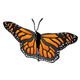 Monarch Butterfly vertical